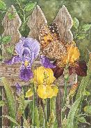 Irises and Butterfly by Martin Ryan