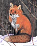 Red Fox