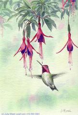 Hummingbird