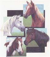 Horse Portraits