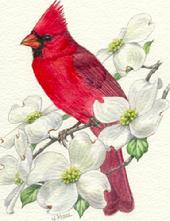 cardinal, dogwood