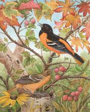 Orioles Birds by Martin Ryan