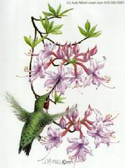 Hummingbird