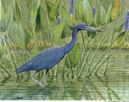 Blue Heron by Judy Mizell