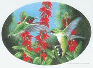 Hummingbirds