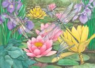 waterlilies, dragonflies, water, flowers