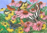 butterflies, flowers, daisies