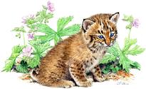 bobkitten, bobcat baby in flowers