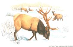 elk, snow, winter