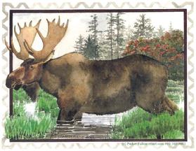 Moose, Marsh, Grass