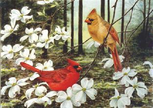 cardinals, dogwood, woods