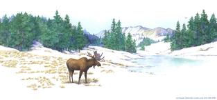 Moose, snow, winter, trees