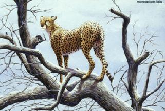 Cheetah in tree