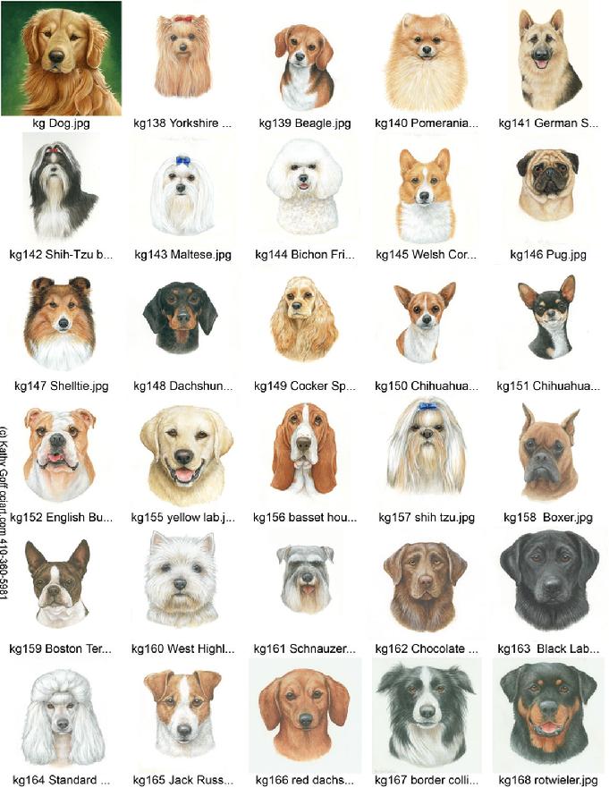 Popular Dog Breed Portraits