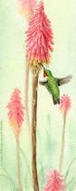 Hummingbird